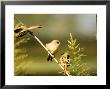 Bearded Tit, Juvenile In Group In Reedbed, Uk by Mike Powles Limited Edition Print
