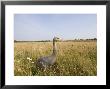 Common Crane, Young Bird (13 Weeks Old) In Grassland, Uk by Mike Powles Limited Edition Print