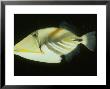 Black-Barred Triggerfish, Rhinecanthus Aculeatus by Philippe Poulet Limited Edition Print