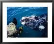 Southern Right Whale, With Boat, Valdes Peninsula by Gerard Soury Limited Edition Print
