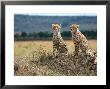 Cheetah Cubs, Masai Mara, Kenya by Michele Burgess Limited Edition Print