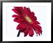 Red Flower On White Background by Jim Mcguire Limited Edition Pricing Art Print