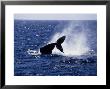 Humpback Whale, Lobtailing, Sea Of Cortez by Gerard Soury Limited Edition Pricing Art Print