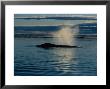 Bowhead Whale, With Ice Floe, Nuvavet, Canada by Gerard Soury Limited Edition Print
