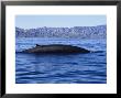 Fin Whale, Female Arching Back, Sea Of Cortez by Gerard Soury Limited Edition Print