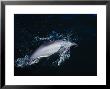 Hectors Dolphins, Porpoising, New Zealand by Gerard Soury Limited Edition Print