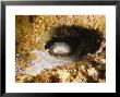 Blind Shark, Hiding, Australia by Gerard Soury Limited Edition Print