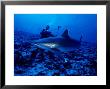 Silvertip Shark, With Diver, Polynesia by Gerard Soury Limited Edition Print