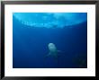 Dagsit Shark, Swimming, Polynesia by Gerard Soury Limited Edition Print