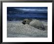 Southern Elephant Seal, Juvenile, Argentina by Gerard Soury Limited Edition Print