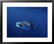 Whale Shark, Feeding, Australia by Gerard Soury Limited Edition Print