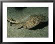 Atlantic Marbled Ray, Swimming, Canary Islands, Atlantic Ocean by Gerard Soury Limited Edition Print