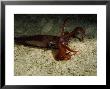 Sand Squid, Cuba, Atlantic Ocean by Gerard Soury Limited Edition Pricing Art Print