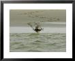 Harbour Seal On Beach Entering Water, France by Gerard Soury Limited Edition Pricing Art Print