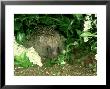 European Hedgehog, England by Les Stocker Limited Edition Print