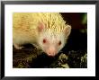 Four-Toed Hedgehog, Albino, England by Les Stocker Limited Edition Print