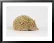 Hedgehog, Albino by Les Stocker Limited Edition Print