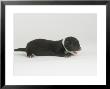Mink, Young by Les Stocker Limited Edition Print