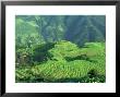 Local Village With Rice Terrace, China by Keren Su Limited Edition Print