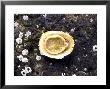 Common Limpet, Underside, Uk by Harold Taylor Limited Edition Print