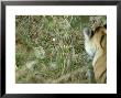 Tiger, With Jungle Cat, India by Satyendra K. Tiwari Limited Edition Print