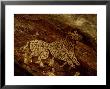 Cheetah, India by Satyendra K. Tiwari Limited Edition Print