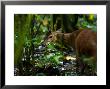 Red Brocket Deer, Eating In Forest, Costa Rica by Roy Toft Limited Edition Pricing Art Print
