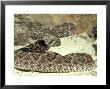 Western Diamondback Rattlesnake, Crotalus Atrox by Ronald Toms Limited Edition Print