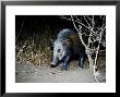 Bushpig, Ruaha National Park, Tanzania by Ariadne Van Zandbergen Limited Edition Print