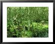 Willow Carr And Swampy Ground Around Little Sea, Uk by Ian West Limited Edition Print