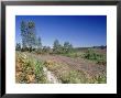 Bell Heather And Ling, View Along Western Fringe, Hampshire, Uk by Ian West Limited Edition Print