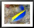 Wrasse, Portrait, Red Sea by Mark Webster Limited Edition Pricing Art Print