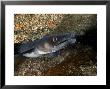Conger Eel, Emerging From Rock Crevice, Uk by Mark Webster Limited Edition Print