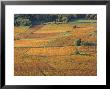 Beaujolais Vineyards Near Beuajeu, Rhone Alpes, France by Michael Busselle Limited Edition Print