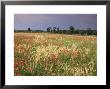 Summer Meadow With Poppies, Near Chateaumeillant, Loire Centre, Centre, France by Michael Busselle Limited Edition Print
