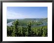 Vineyard Near Trittenheim, Mosel Valley, Rheinland-Pfalz (Rhineland-Palatinate), Germany by Hans Peter Merten Limited Edition Print