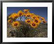 Gazanias In Namaqua National Park, Namaqualand, Northern Cape, South Africa, Africa by Steve & Ann Toon Limited Edition Print