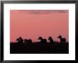 Burchell's Zebras Silhouetted In The Morning Sky Of The Maasai Mara, Kenya by Joe Restuccia Iii Limited Edition Print