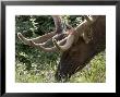 Portrait Of Elk Feeding At Jasper National Park, Canada by Diane Johnson Limited Edition Pricing Art Print