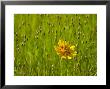 Grass Heads And Lone Coreopsis Flower Near Industry, Texas, Usa by Darrell Gulin Limited Edition Print