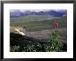 Fireweed And Alaska Range Peaks, Sable Pass, Denali National Park, Alaska, Usa by Paul Souders Limited Edition Print