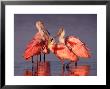 Four Roseate Spoonbills At Dawn, Ding Darling Nwr, Sanibel Island, Florida, Usa by Charles Sleicher Limited Edition Pricing Art Print