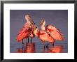 Four Roseate Spoonbills At Dawn, Ding Darling Nwr, Sanibel Island, Florida, Usa by Charles Sleicher Limited Edition Print