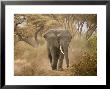 Loxodonta Africana, Lake Manyara National Park, Tanzania by Ivan Vdovin Limited Edition Print