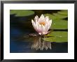 Waterlily, (Nymphaea), Bielefeld, Nordrhein Westfalen, Germany by Thorsten Milse Limited Edition Pricing Art Print