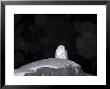 Snow Owl, Nyctea Scandiaca, Churchill, Manitoba, Canada, North America by Thorsten Milse Limited Edition Print