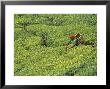 Tea Plantation, Kerala, Southern India by Peter Adams Limited Edition Pricing Art Print