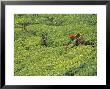 Tea Plantation, Kerala, Southern India by Peter Adams Limited Edition Print