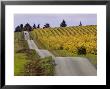 Couple Walking In Vineyard, King Estate Winery, Eugene, Oregon by Janis Miglavs Limited Edition Print