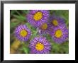 Tahoka Daisy, St. Mary, Montana, Usa by Darrell Gulin Limited Edition Print